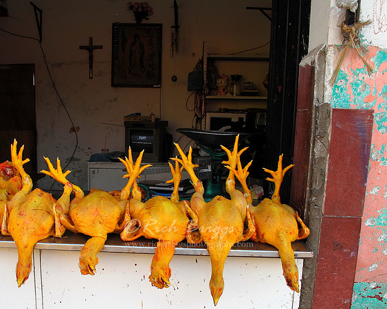 Pollos Lined up for Sale - Chicken