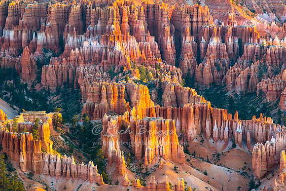 Hoodoos in Bryce Canyon National Park at Sunrise