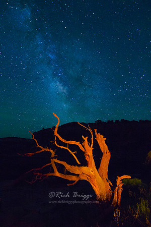 A Wild Juniper and the Milky Way
