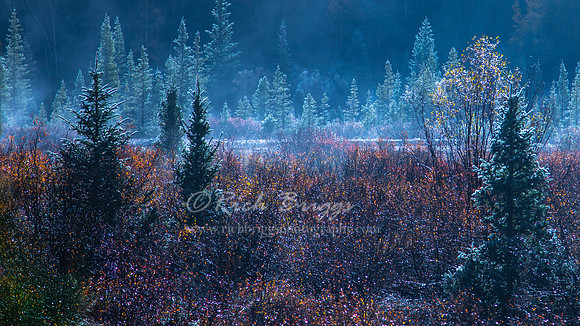 Frosted Trees on the Million Dollar Highway