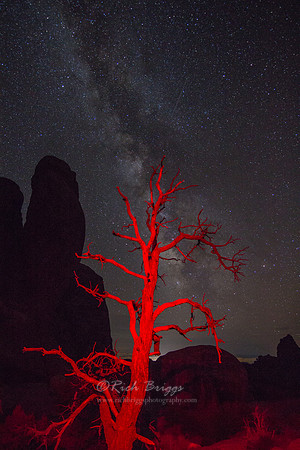 Red Dead Juniper and the Milky Way