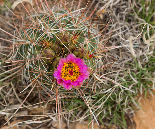 Cactus Flower