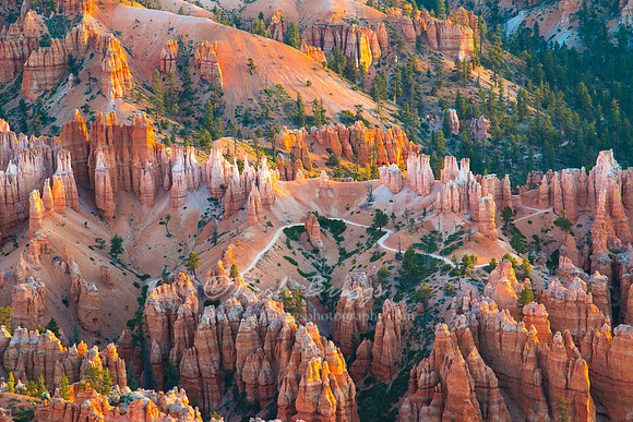 Image of Hoodoos in the Bryce Amphitheater Just After Sunrise