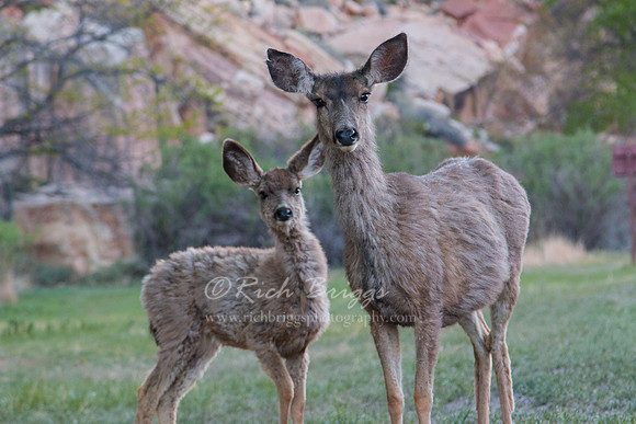 Doe and Fawn Near the Orchards in the Early Morning