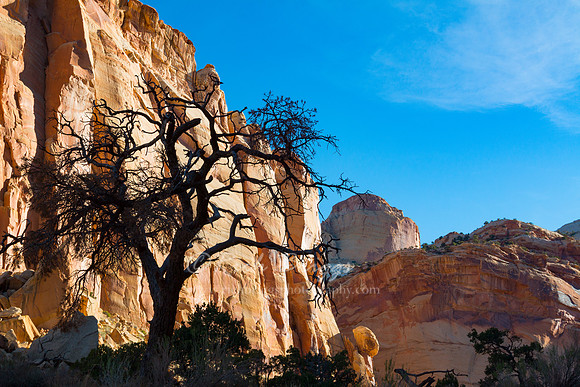 A Wild Tree in Capitol Gorge