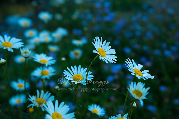 Colorado Daisies