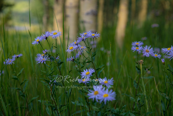 Flowers at Maroon Bells