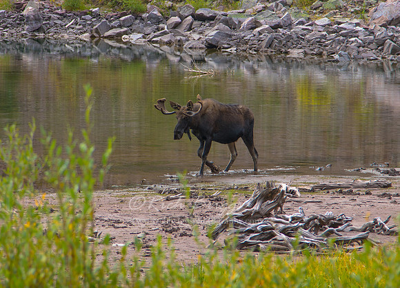 Moose at Maroon Bells