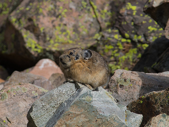 A Cute Pika