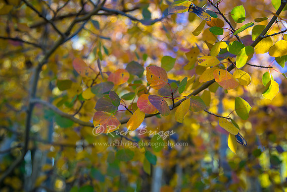 Fall Colors