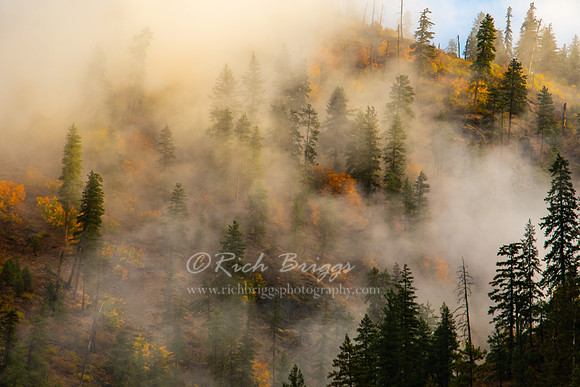 A Foggy Autumn Hillside in the Cascade Mountains