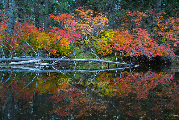 Fall Colors on Nason Creek in Washington