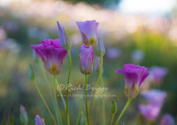 Sego Lillies