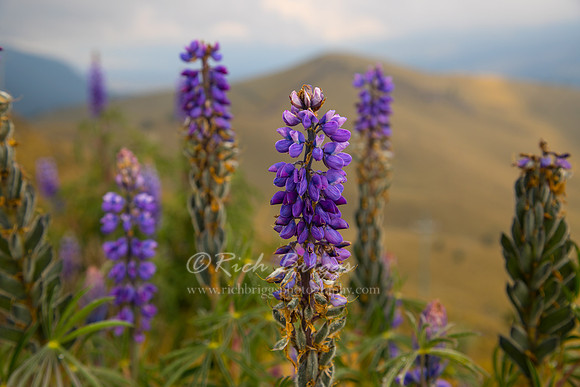 Alpine Lupine in Mexico