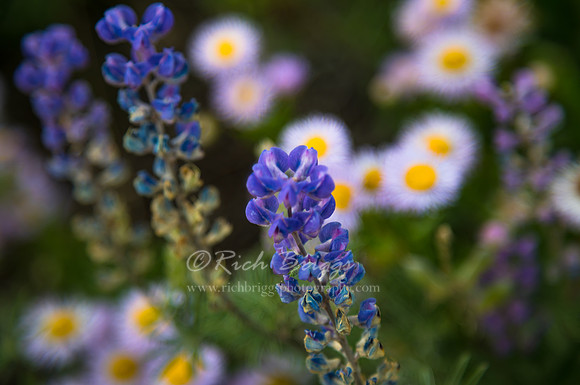 Flowers at Lands End in Colorado