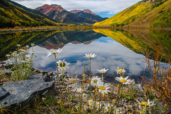 Daisies and Fall Colors at Crystal Lake on the Million Dollar Highway
