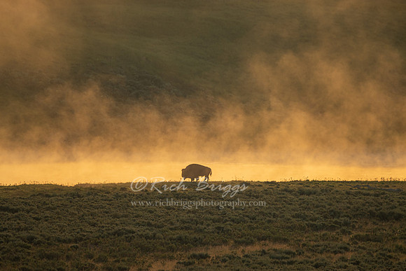 A Lone Bison on the Bank of the Yellowstone River
