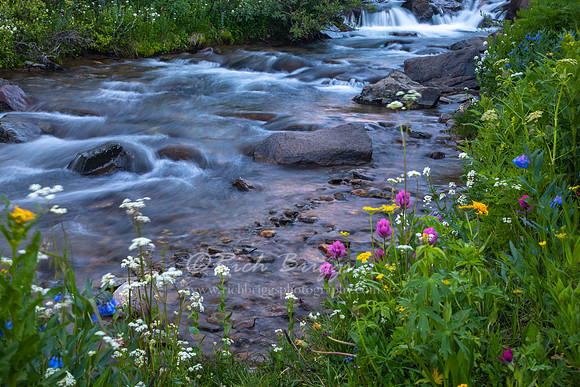 Wildflowers at Yankee Boy Basin in the San Juan Mountains
